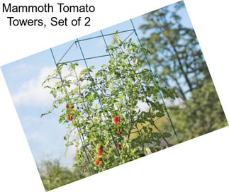 Mammoth Tomato Towers, Set of 2