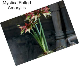 Mystica Potted Amaryllis