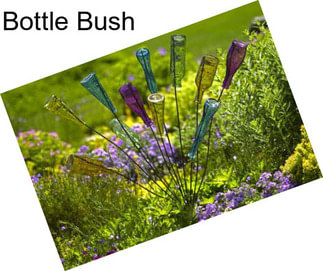 Bottle Bush