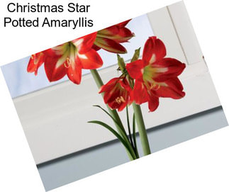 Christmas Star Potted Amaryllis