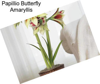 Papillio Butterfly Amaryllis