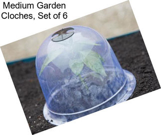 Medium Garden Cloches, Set of 6