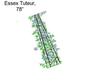 Essex Tuteur, 78”