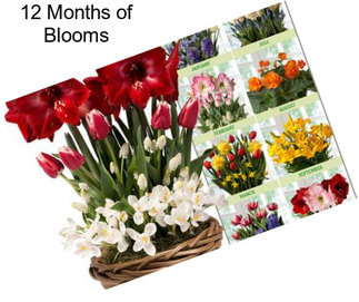 12 Months of Blooms