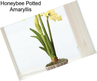 Honeybee Potted Amaryllis