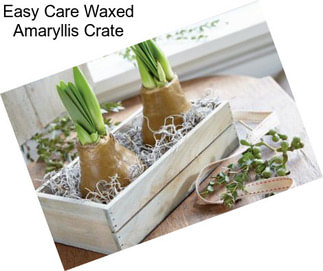 Easy Care Waxed Amaryllis Crate