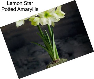 Lemon Star Potted Amaryllis