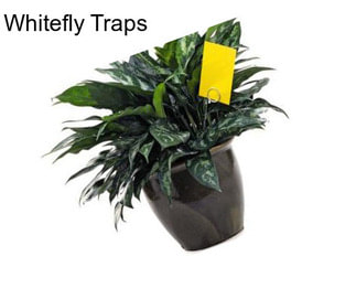 Whitefly Traps