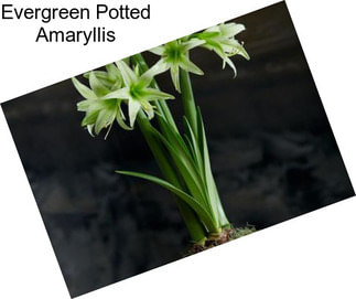 Evergreen Potted Amaryllis