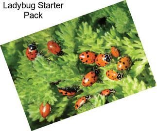 Ladybug Starter Pack