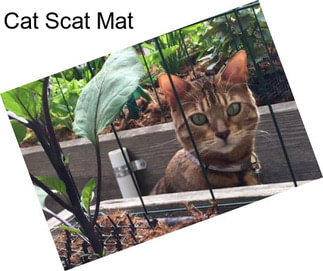 Cat Scat Mat