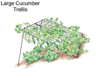 Large Cucumber Trellis