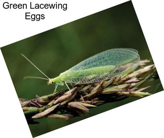 Green Lacewing Eggs