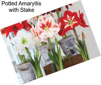 Potted Amaryllis with Stake