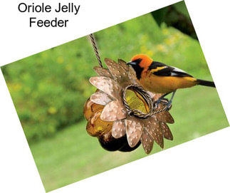 Oriole Jelly Feeder