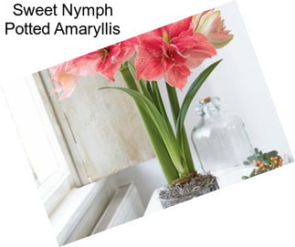 Sweet Nymph Potted Amaryllis