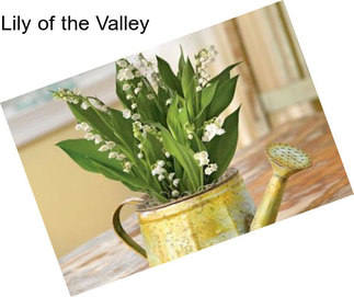 Lily of the Valley