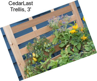 CedarLast Trellis, 3\'