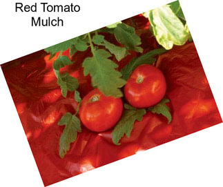 Red Tomato Mulch