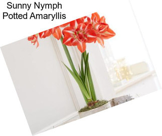 Sunny Nymph Potted Amaryllis