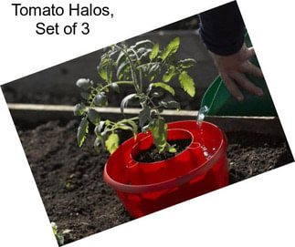 Tomato Halos, Set of 3