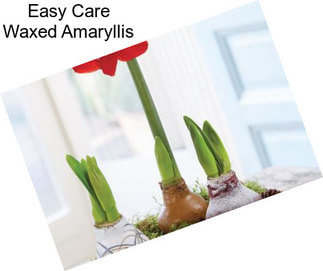 Easy Care Waxed Amaryllis