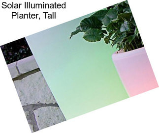 Solar Illuminated Planter, Tall