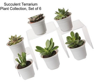 Succulent Terrarium Plant Collection, Set of 6