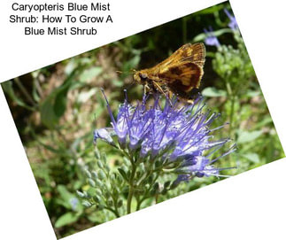 Caryopteris Blue Mist Shrub: How To Grow A Blue Mist Shrub