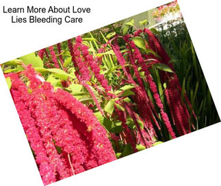 Learn More About Love Lies Bleeding Care