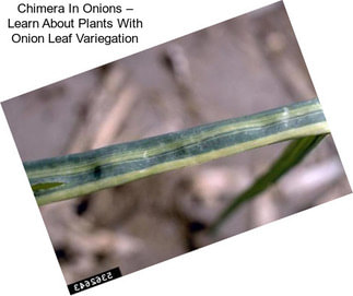 Chimera In Onions – Learn About Plants With Onion Leaf Variegation