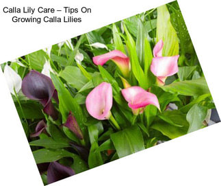 Calla Lily Care – Tips On Growing Calla Lilies