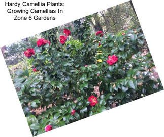 Hardy Camellia Plants: Growing Camellias In Zone 6 Gardens