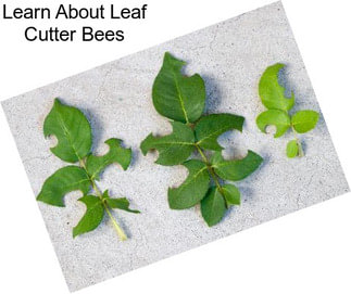 Learn About Leaf Cutter Bees