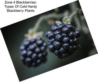 Zone 4 Blackberries: Types Of Cold Hardy Blackberry Plants