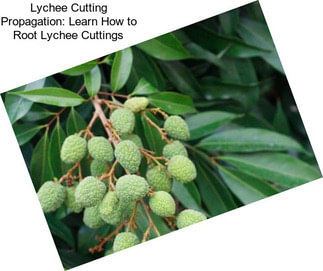 Lychee Cutting Propagation: Learn How to Root Lychee Cuttings