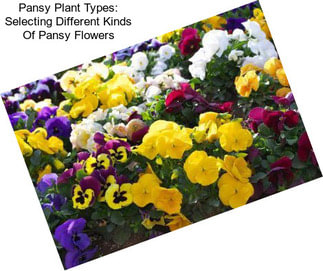 Pansy Plant Types: Selecting Different Kinds Of Pansy Flowers