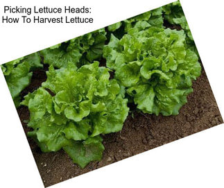 Picking Lettuce Heads: How To Harvest Lettuce