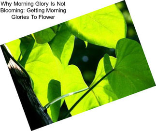 Why Morning Glory Is Not Blooming: Getting Morning Glories To Flower
