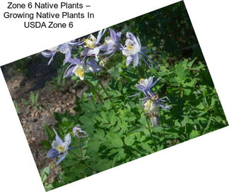 Zone 6 Native Plants – Growing Native Plants In USDA Zone 6