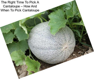 The Right Time To Pick A Cantaloupe – How And When To Pick Cantaloupe