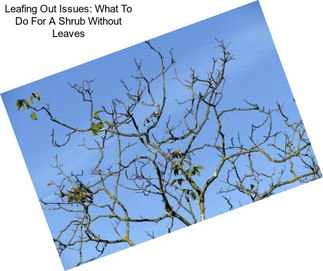 Leafing Out Issues: What To Do For A Shrub Without Leaves