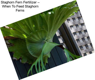 Staghorn Fern Fertilizer – When To Feed Staghorn Ferns