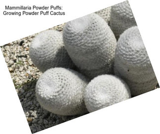 Mammillaria Powder Puffs: Growing Powder Puff Cactus