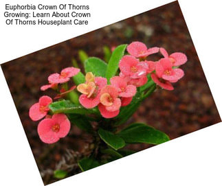 Euphorbia Crown Of Thorns Growing: Learn About Crown Of Thorns Houseplant Care