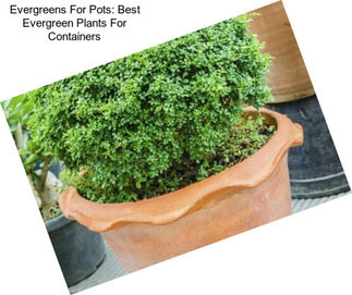 Evergreens For Pots: Best Evergreen Plants For Containers
