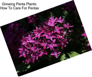 Growing Penta Plants: How To Care For Pentas