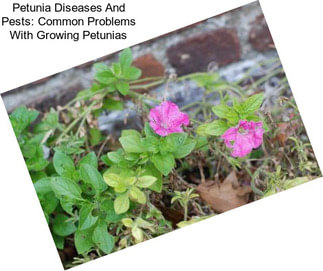 Petunia Diseases And Pests: Common Problems With Growing Petunias