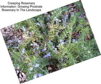 Creeping Rosemary Information: Growing Prostrate Rosemary In The Landscape