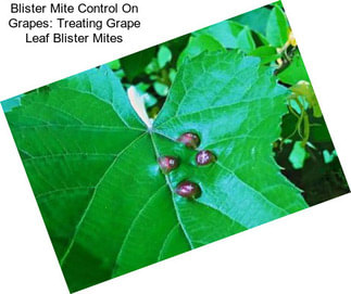 Blister Mite Control On Grapes: Treating Grape Leaf Blister Mites